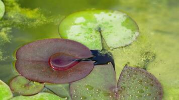 Water lily leaf in a pond with a large drop video