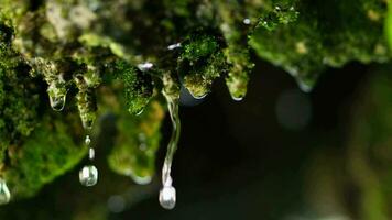 Green mossy plant with water droplets video