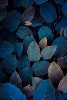 blue plant leaves in the garden, blue background photo