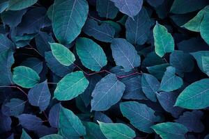 blue plant leaves in the garden, blue background photo