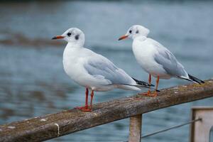 gaviotas en el barandilla en el Puerto foto