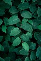 green japanese knotweed plant leaves in springtime, green background photo