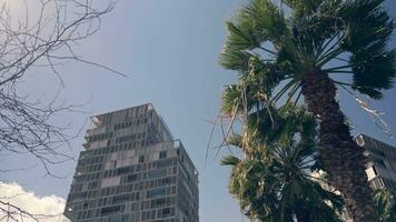 A modern skyscraper standing tall next to a beautiful palm tree video