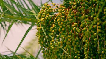 Fruits on a palm tree near the crown video