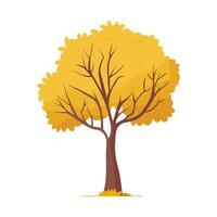 Forest fall deciduous plant with thin trunk, stem, leaves. Autumn tree with yellow leaf crown. Isolated vector illustration.