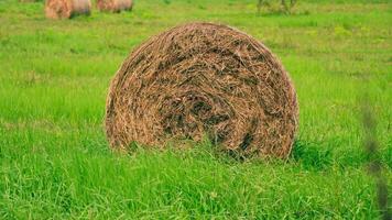Twisted haystack on green grass video