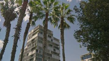 Skyline with palm trees in the foreground video