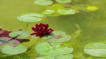 Lily flower in the pond, bright color video