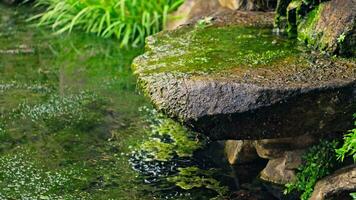 l'eau les flux plus de grand des pierres dans le parc, une Naturel étang. video
