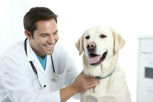 Labrador perdiguero siendo examinado por un veterinario. foto