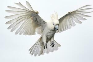 Cockatoo parrot on a white background. photo