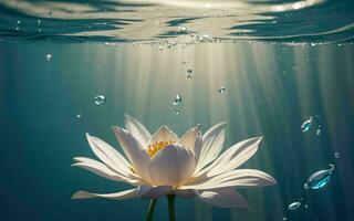 The Exquisite Pink Lotus Blossom Submerged in Tranquility ai generated photo