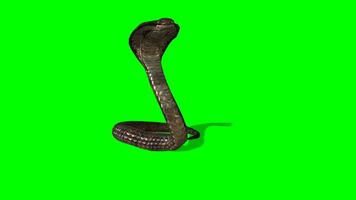 King Kobra chroma key, King kobra attacking green screen animation video