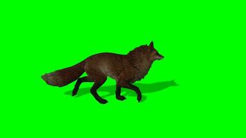 zorro croma llave, lado ver de zorro corriendo y agresor verde pantalla animación video
