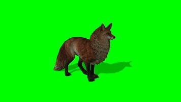 zorro croma llave, lado ver de zorro sentado y mirando alrededor verde pantalla animación video