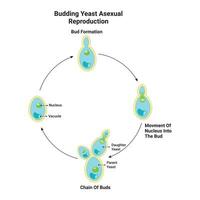 Budding Yeast Asexual Reproduction Design vector