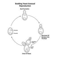 Budding Yeast Asexual Reproduction Diagram Illustration Design vector