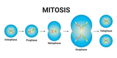 Animal cell Mitosis illustration with chromosomes Vector Design