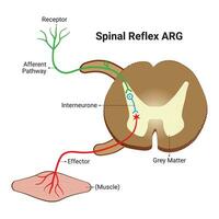 Spinal Reflex Design Vector design