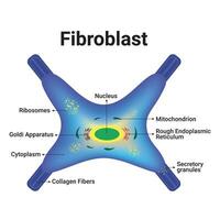 Fibroblast Vector Illsutration Design