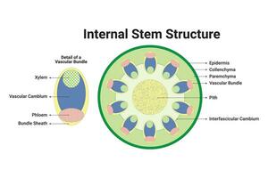 Internal Stem Structure  Design Vector