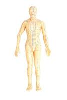 Medical acupuncture model of human photo