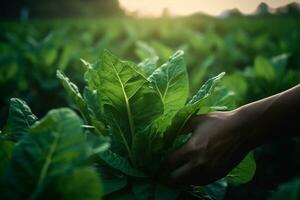 verde tabaco plántulas en el manos de un agrónomo en un campo en del Norte tailandia ai generativo foto