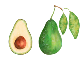 Avocado fruit.Whole and half with pit and avocado leaves.Vegan healthy nutritious food for packaging, design, decorative elements. World Vegetarian Day. Hand drawn isolated art. png