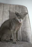 Portrait of angry british shorthair cat on gray banner. photo