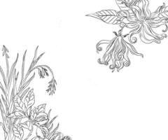 botanical  flower drawing  vector  illustration