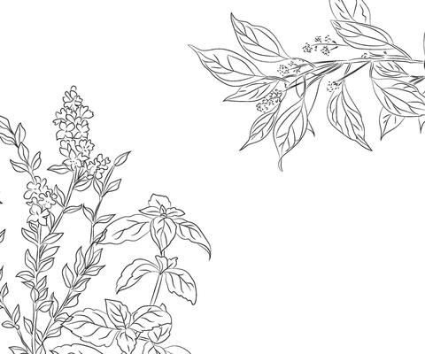 botanical  flower drawing  vector  illustration