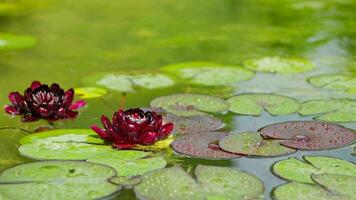 Beautiful water lily flowers in the pond. video