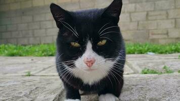 Cute Kitten is Posing in the Home Garden at Luton, England UK video