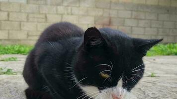 Cute Kitten is Posing in the Home Garden at Luton, England UK video