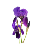 Iris dark bright violet flower with leaves close-up, cutout with clipping path object on the white background, floral element of design, decor png