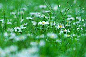 Close Up Image of Plant and Flower photo