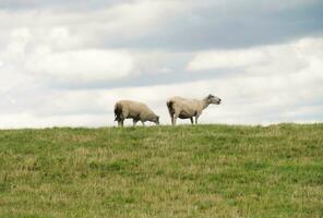 hermosa bajo ángulo ver de británico Cordero y oveja granjas a Superior sundon parque lutón, Inglaterra Reino Unido. imagen estaba capturado en agosto 15, 2023 durante puesta de sol a campo de Reino Unido foto