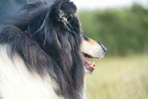 Black and White Dog with Long Hairs on Evening Walk at Countryside of England UK photo