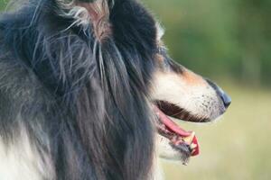 Black and White Dog with Long Hairs on Evening Walk at Countryside of England UK photo