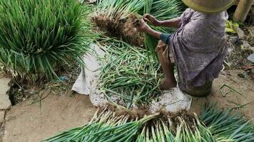 Magelang, Indonésie 31 07 2023-oignons verts agriculteur sont nettoyage sec onclang et en quittant bien ceux à être commercialisé à traditionnel marchés video
