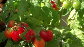 röd saftig körsbär tomater mogna på grenar panorama video