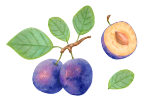 Plum fruits. Purple realistic branch of whole and half plum fruits with leaves. Delicious botanical illustration. Hand-drawn illustration with markers and watercolors. png