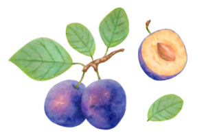 ameixa frutas. roxa realista ramo do todo e metade ameixa frutas com folhas. delicioso botânico ilustração. desenhado à mão ilustração com marcadores e aquarelas. png