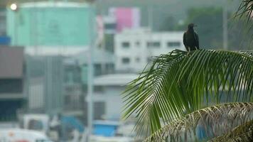 pássaro em Palma árvores com borrado aeroporto visualizar. pipas subfamília falcões. liberdade e viagem conceito video