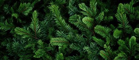 Texture of Christmas tree branches on a natural background photo