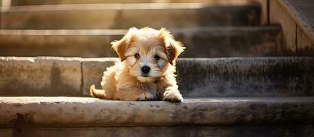 Adorable little canine resting on steps photo