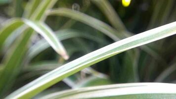 Selective soft focus of grass in front of river beautiful breeze, golden water surface and light, nature concept. video