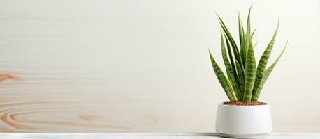 Pot with lovely sansevieria plant on white surface photo