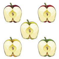 manzana aislado vector ilustración. frutas vistoso ilustraciones aislado en blanco antecedentes. Fruta recopilación.