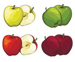 Apple isolated vector illustration. Fruits colorful illustrations isolated on white background.  Fruit collection.